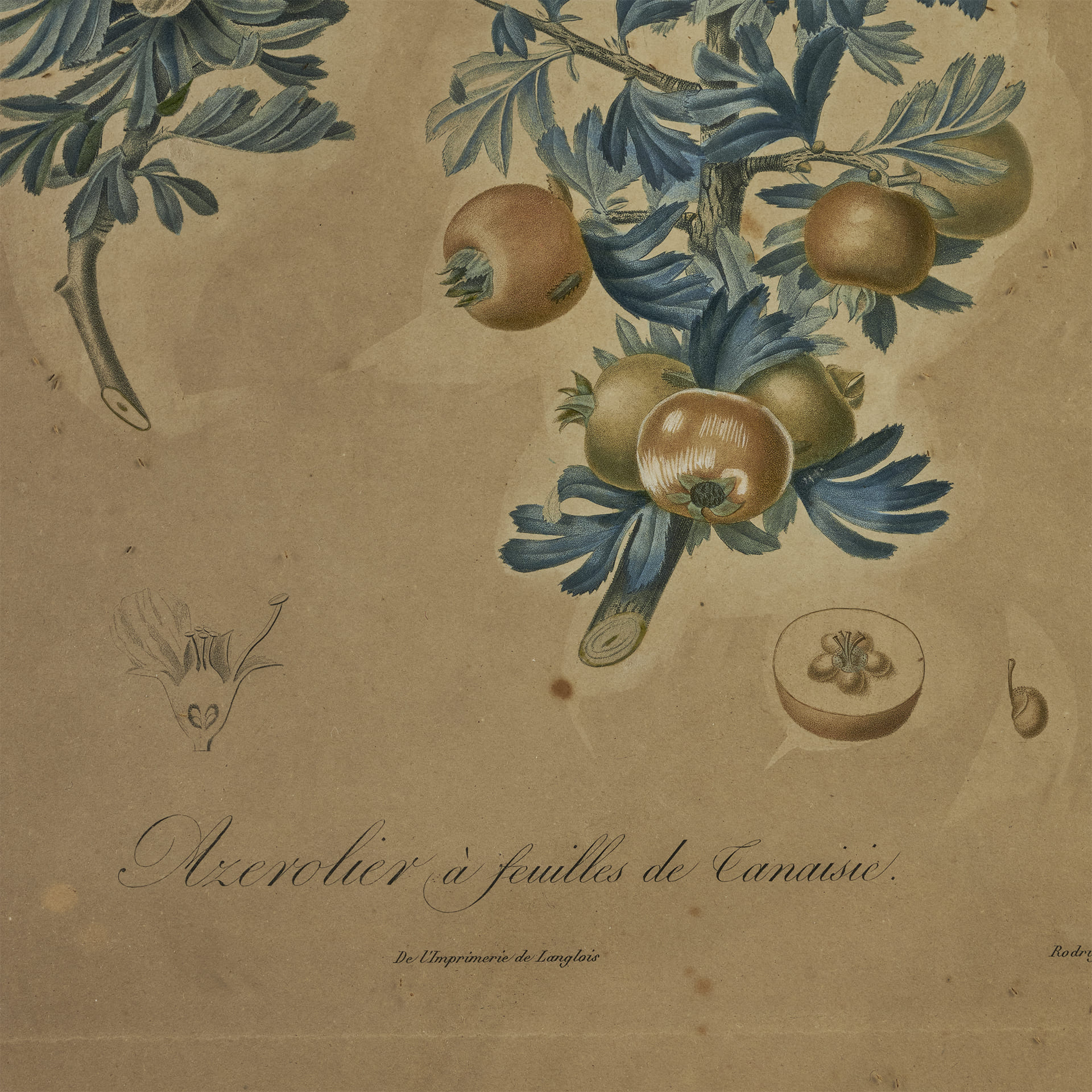 Ботаническая гравюра Azerolier a feuilles de Tanaisie - фотография 3