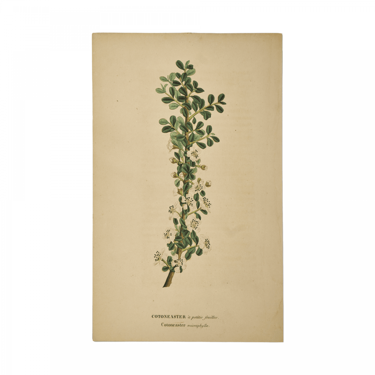 Кизильник  / Cotoneaster / Серия Флора