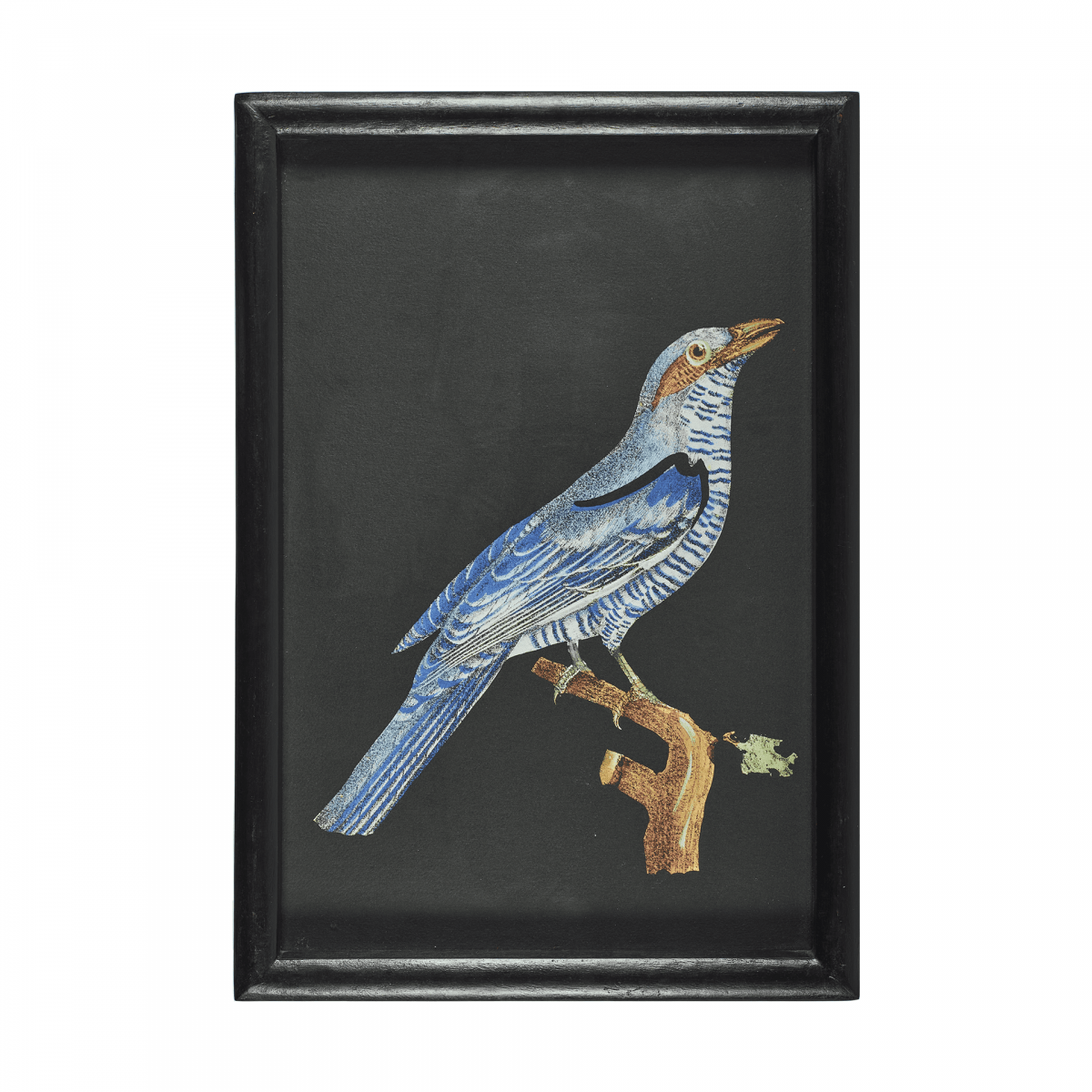Гравюра Oiseaux № 1