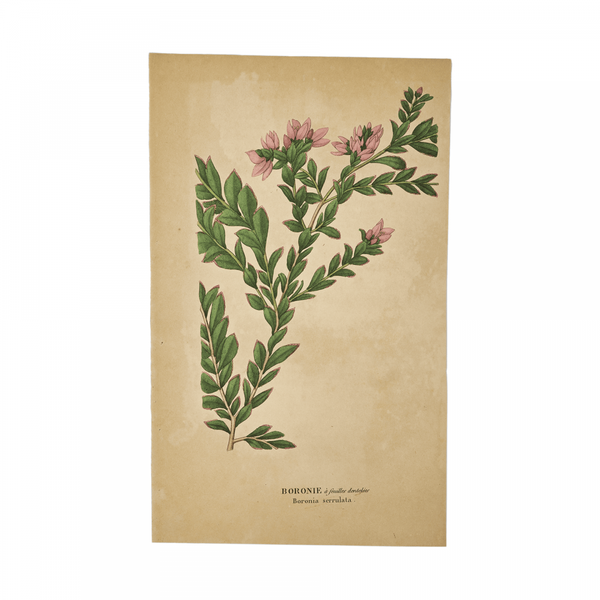 Борония мелкогородчатая / Boronia crenulata / Серия Флора