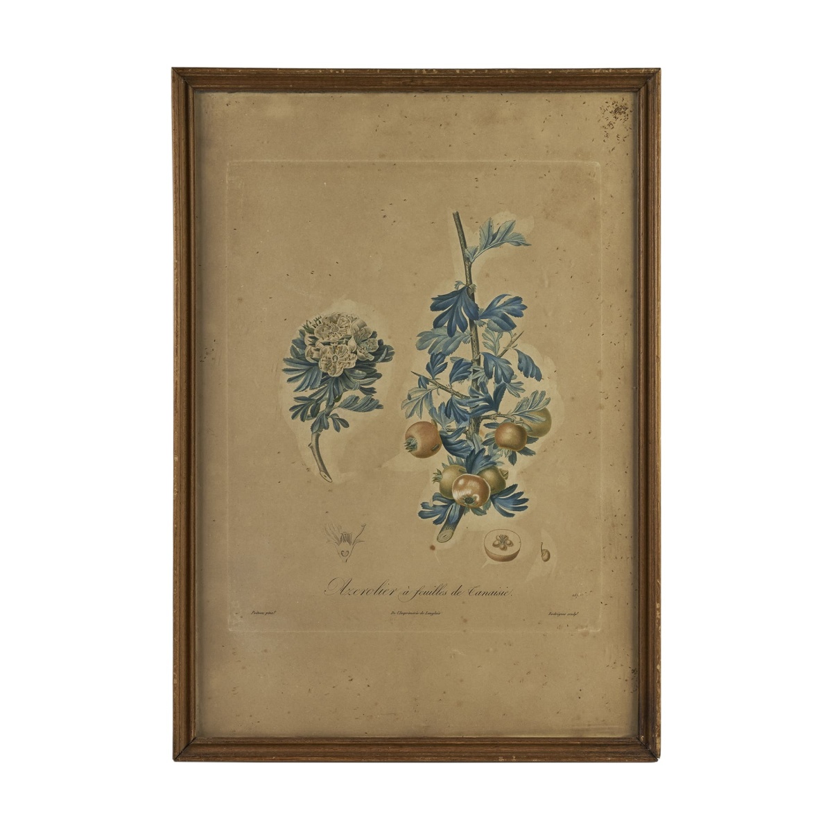 Ботаническая гравюра Azerolier a feuilles de Tanaisie