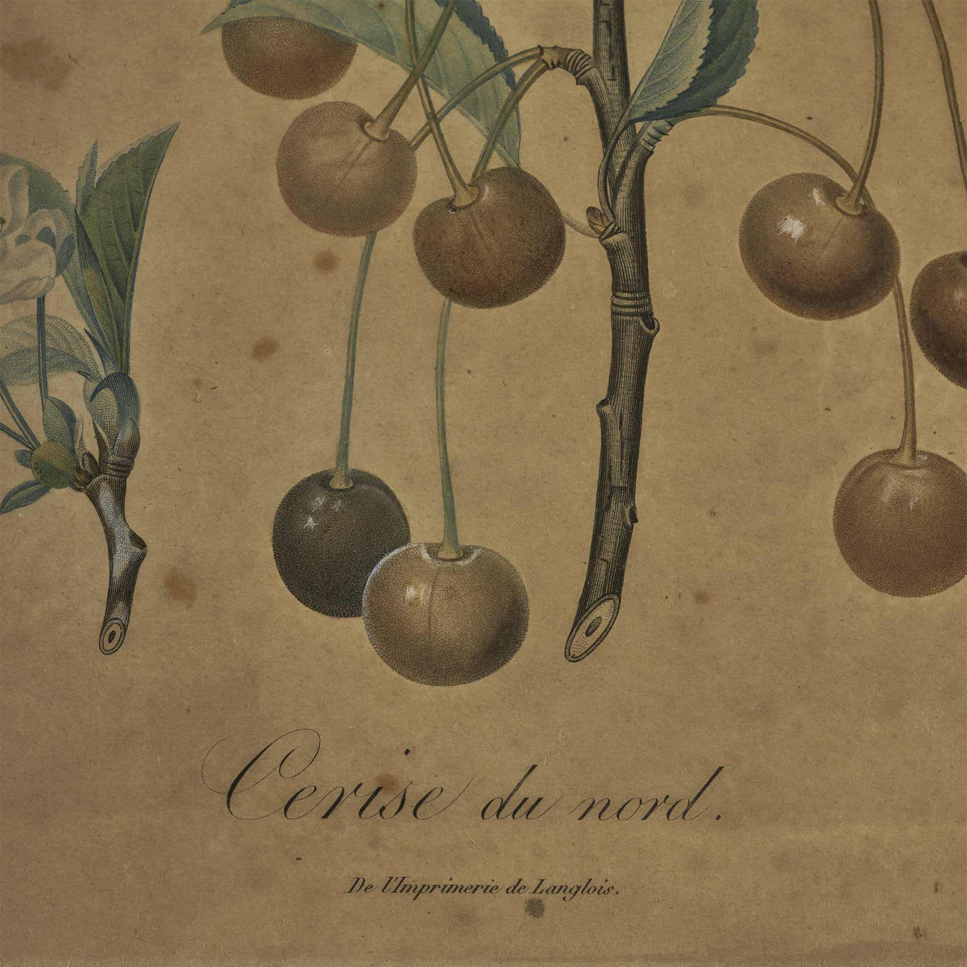 Ботаническая гравюра Cerise du nord - фотография 3