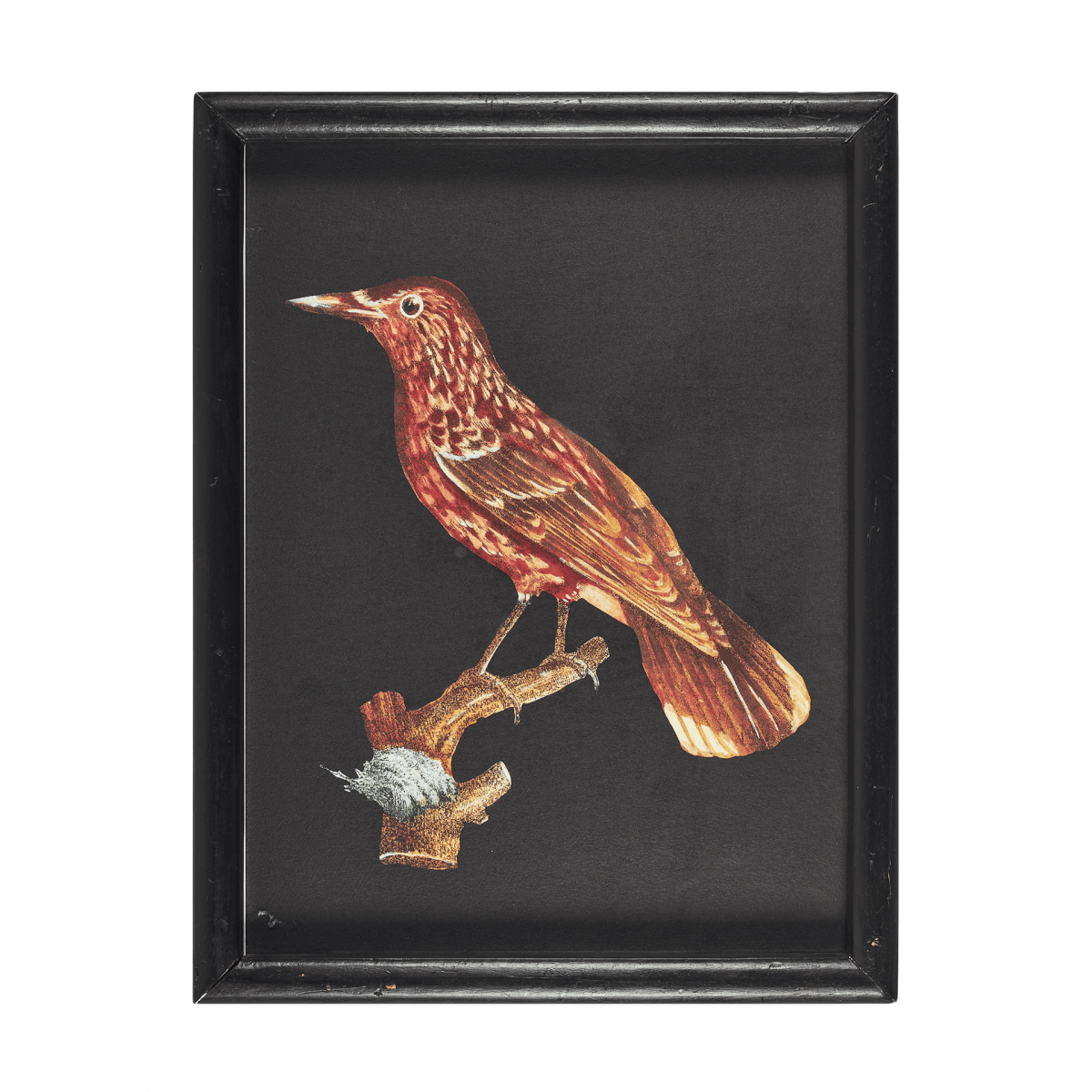 Гравюра Oiseaux № 2