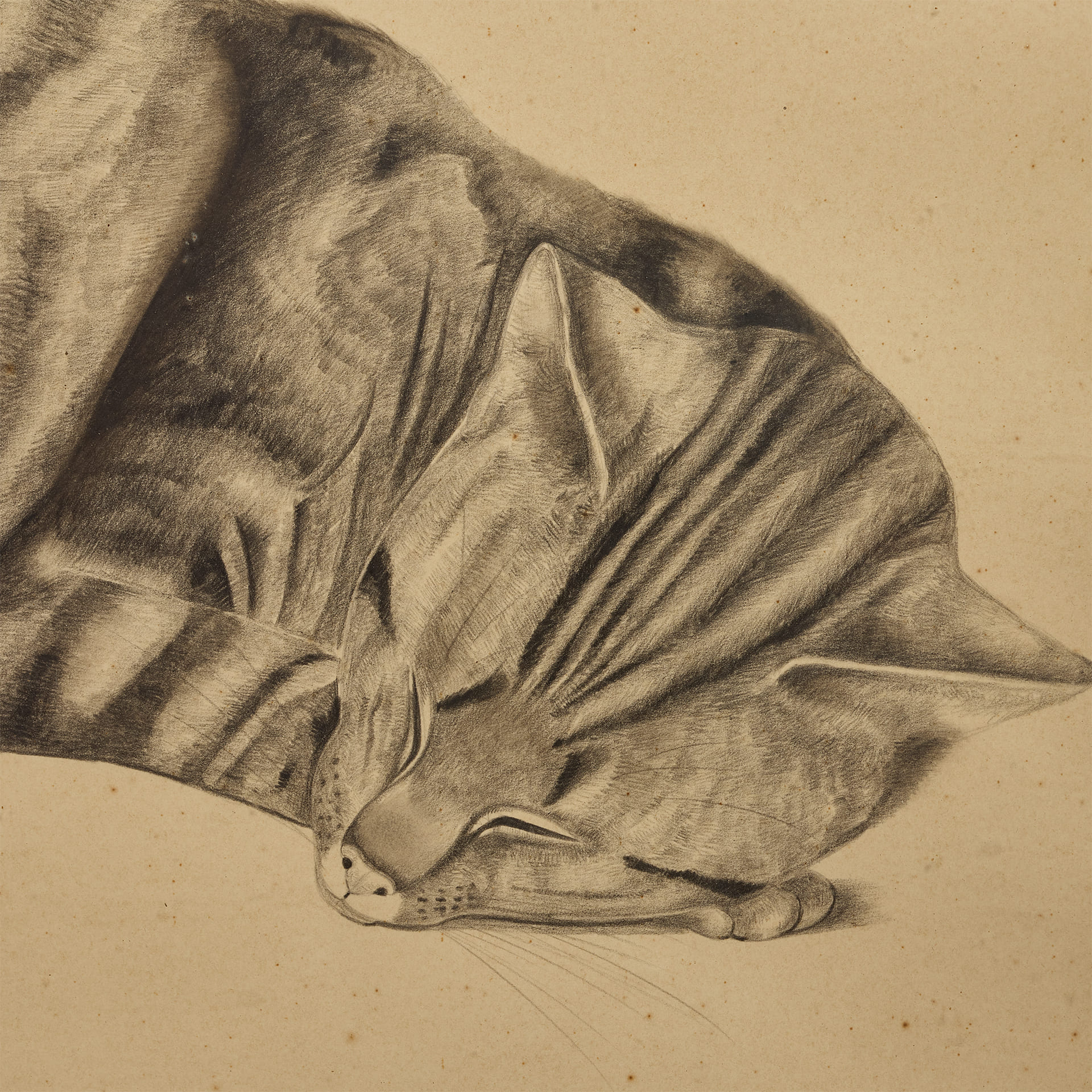 Графика Кошки - фотография 3