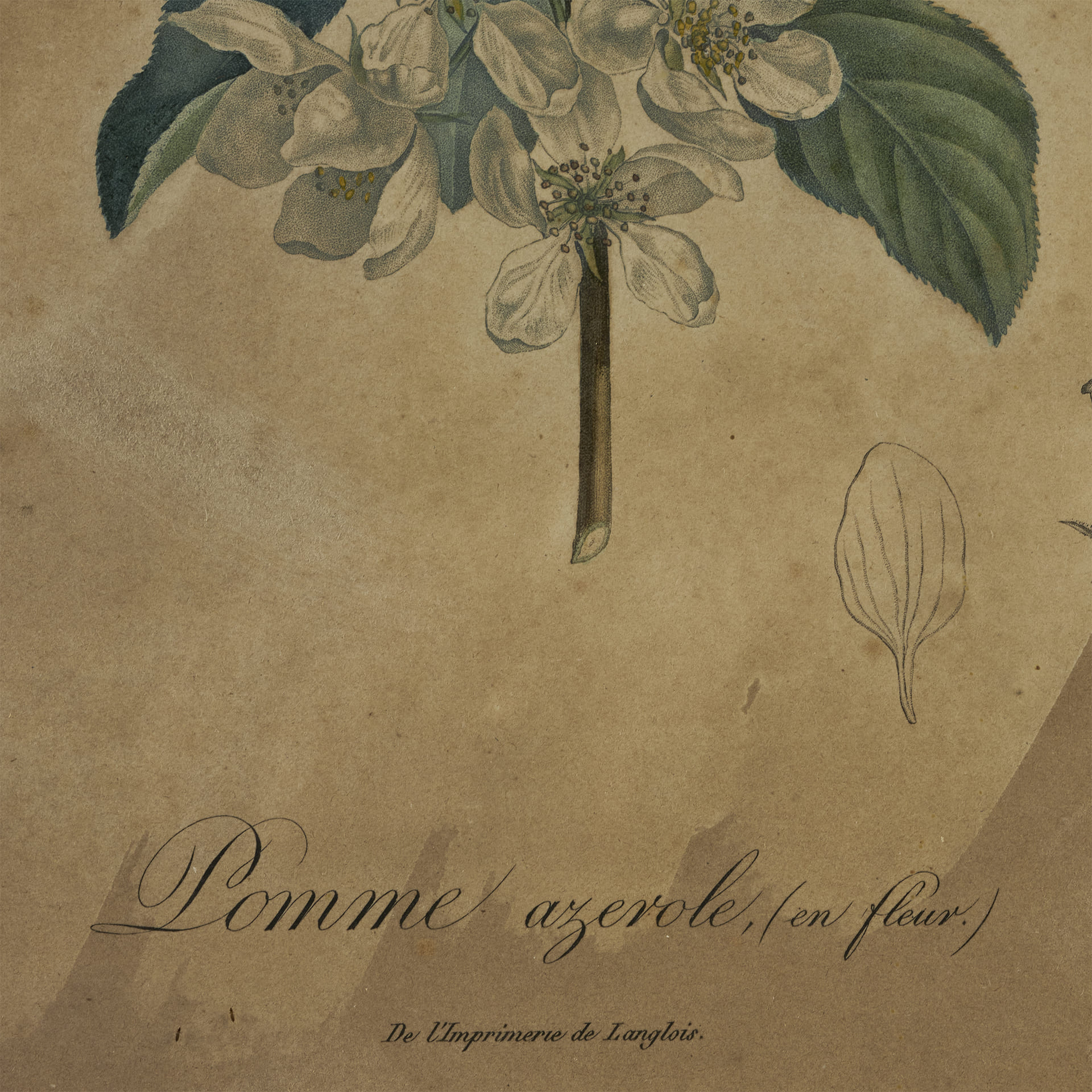 Ботаническая гравюра Pomme azerole (en fleur) - фотография 3