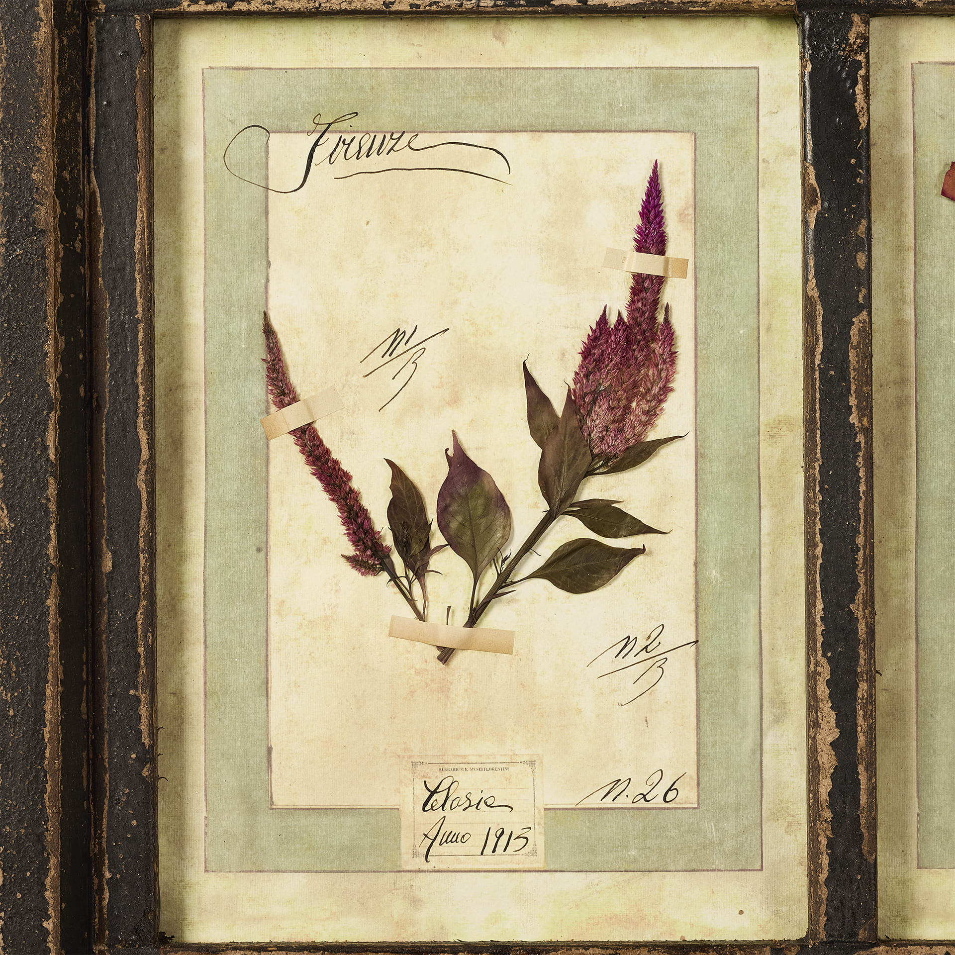 Гербарий Plant forms - фотография 8