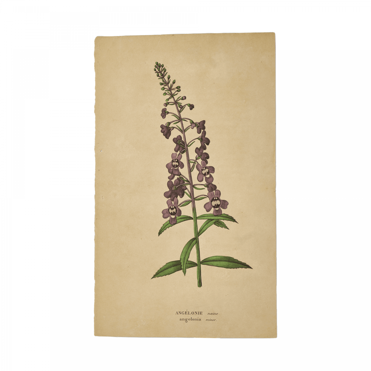 Ангелония узколистная / Angelonia angustifolia / Серия Флора