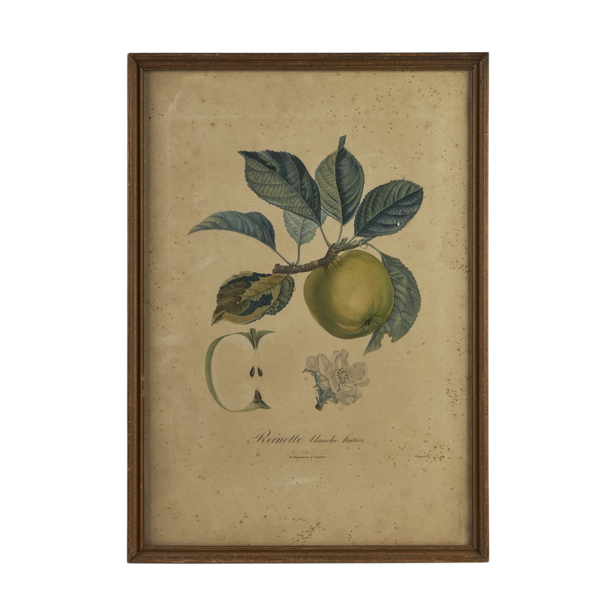 Ботаническая гравюра Reinette blanche hative
