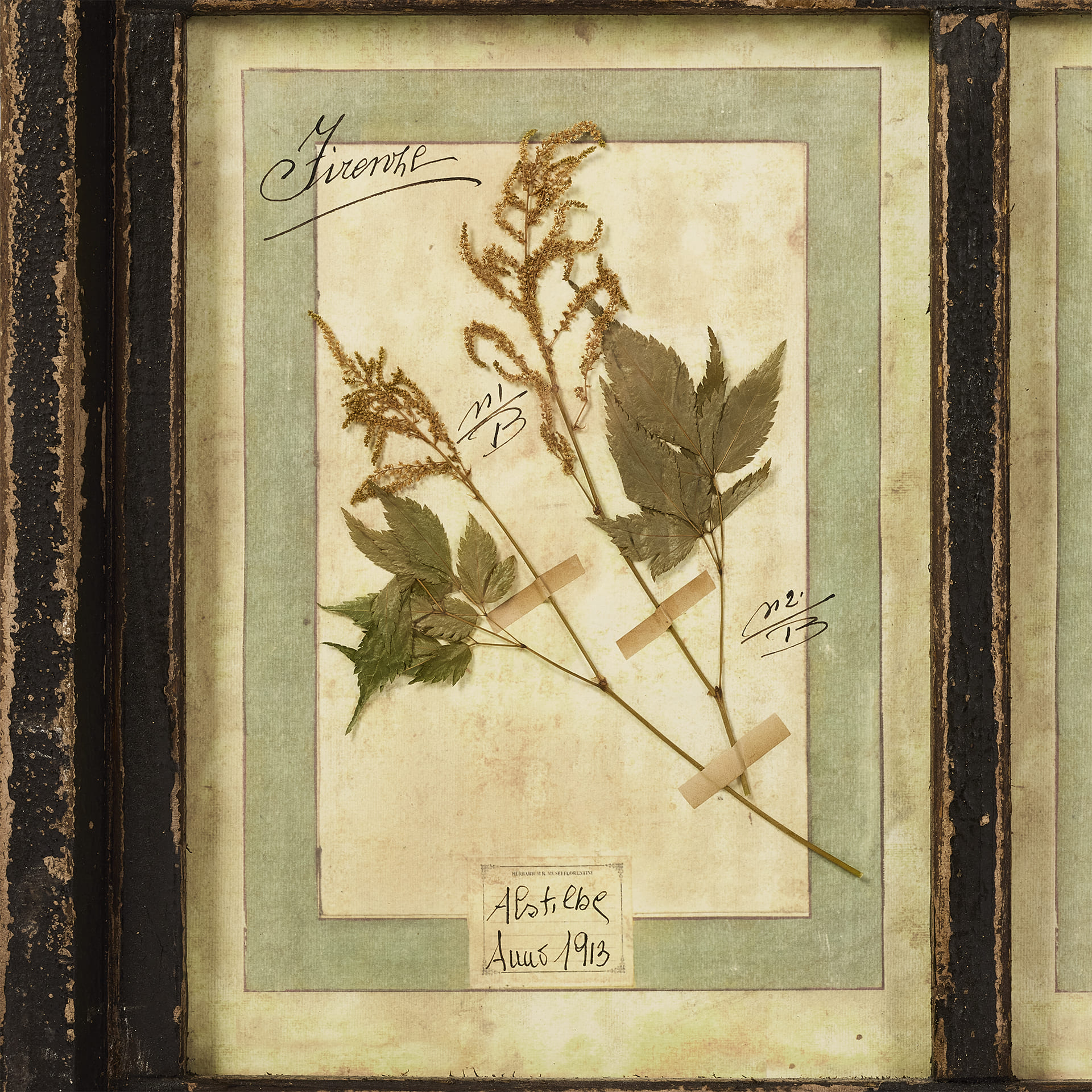 Гербарий Plant forms - фотография 9