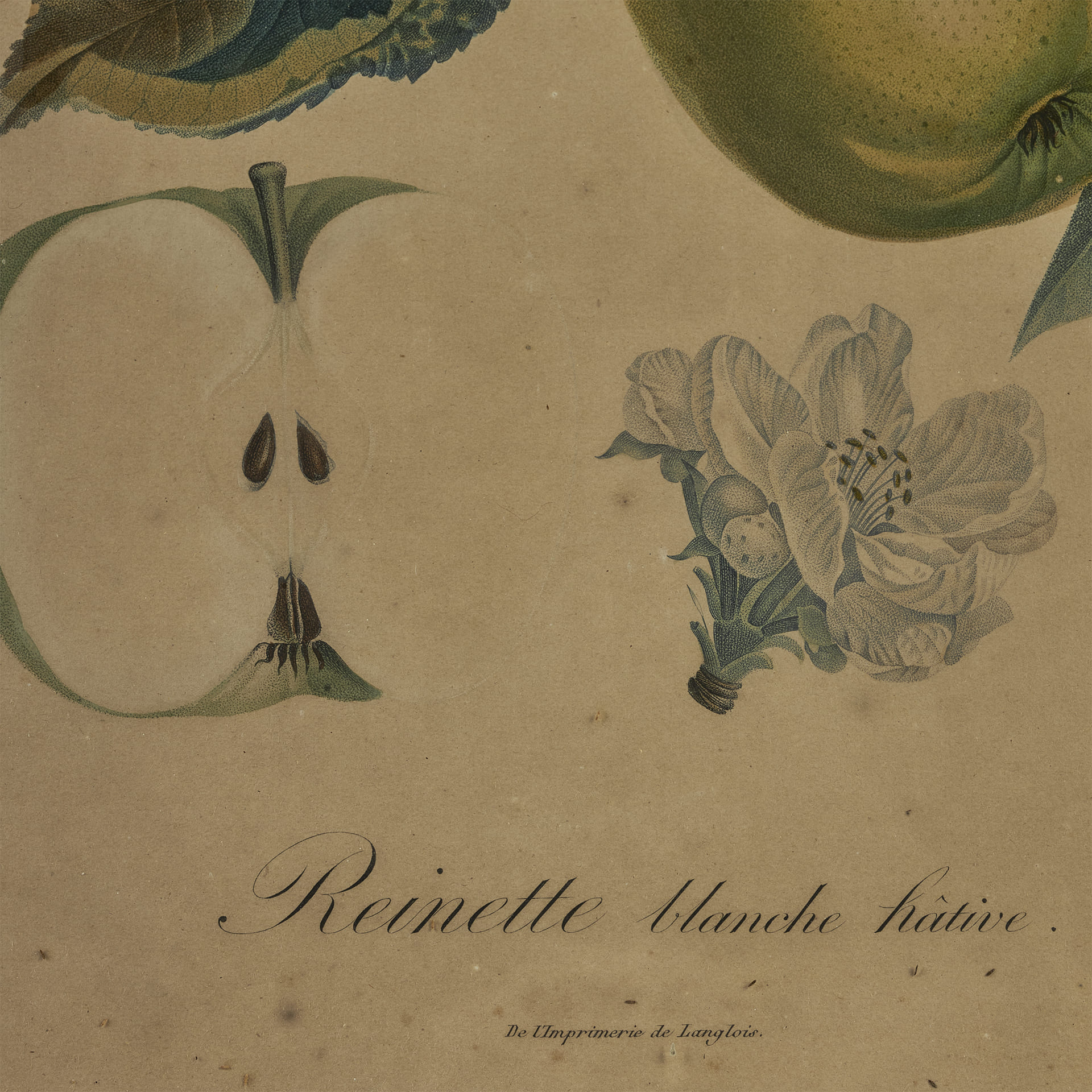 Ботаническая гравюра Reinette blanche hative - фотография 3