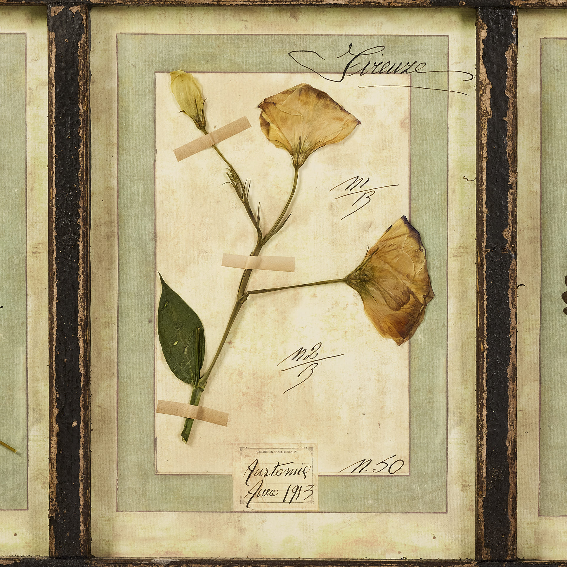 Гербарий Plant forms - фотография 10