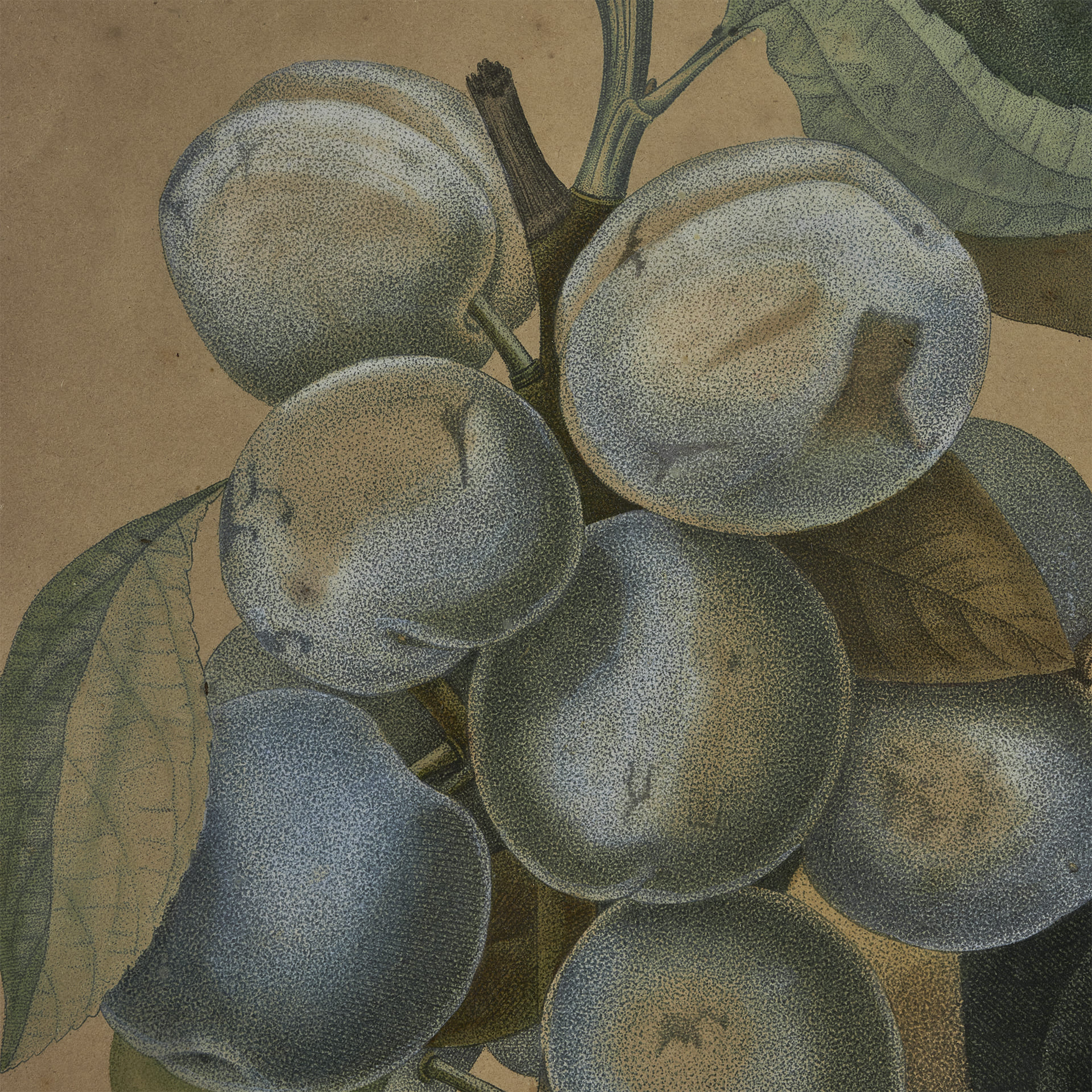 Ботаническая гравюра Prune de Monsieur - фотография 2