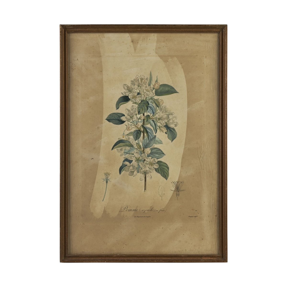 Ботаническая гравюра Pomme azerole (en fleur)