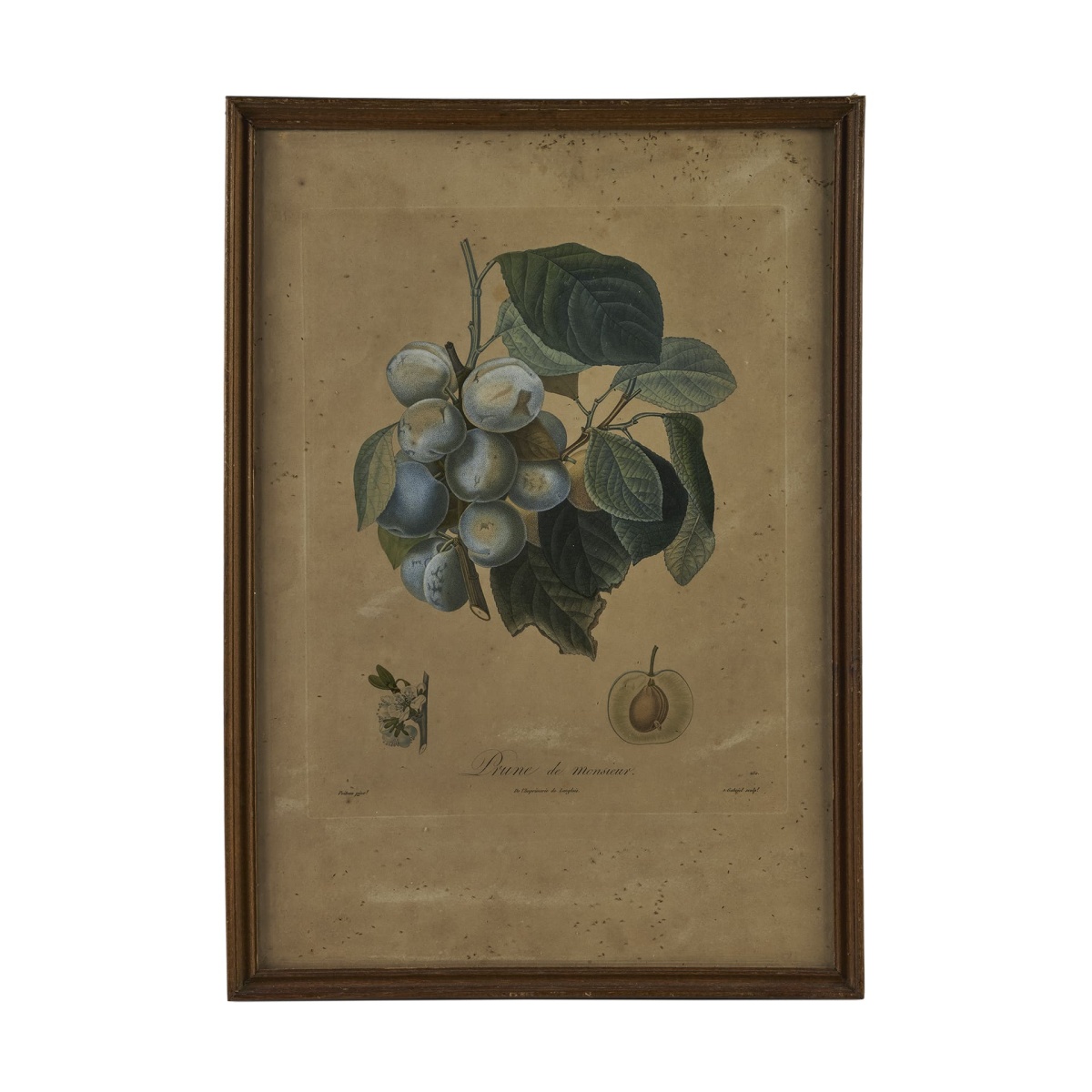 Ботаническая гравюра Prune de Monsieur